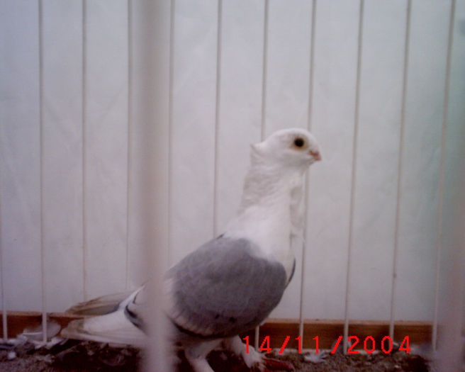 Vecchio Cravattato Orientale - z-Expo Rovigo-2004