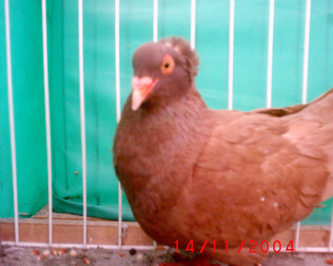 S1010046 - z-Expo Rovigo-2004