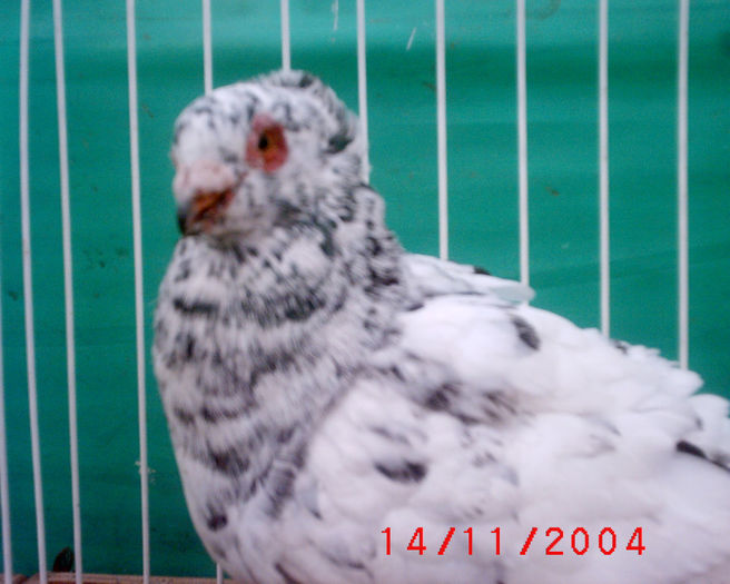 S1010047 - z-Expo Rovigo-2004