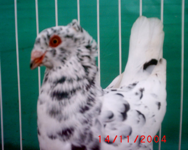 S1010048 - z-Expo Rovigo-2004