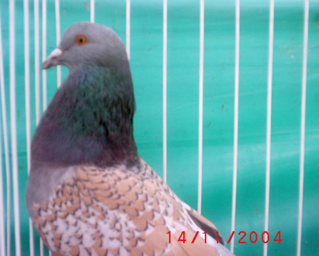 S1010049 - z-Expo Rovigo-2004