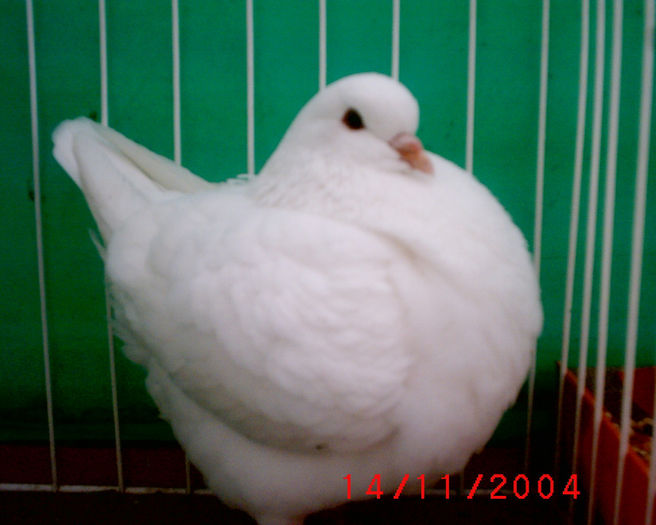 S1010051 - z-Expo Rovigo-2004