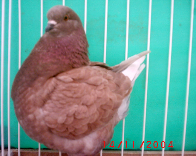 S1010053 - z-Expo Rovigo-2004