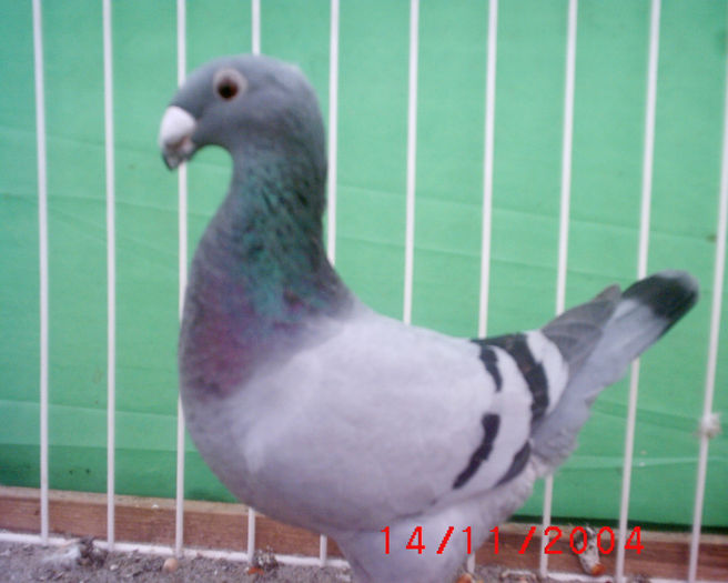 Viaggiatore tedesco - z-Expo Rovigo-2004