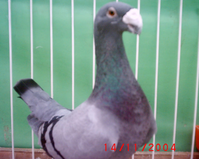 S1010100 - z-Expo Rovigo-2004