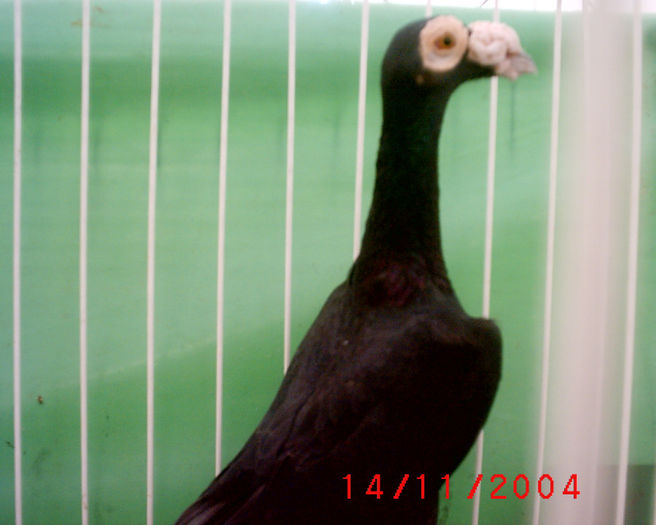 S1010102 - z-Expo Rovigo-2004