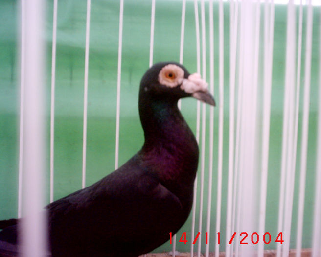 S1010104 - z-Expo Rovigo-2004