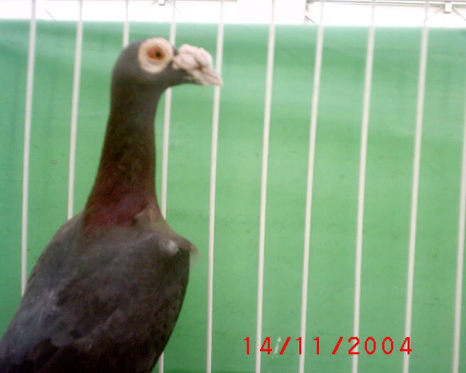 S1010109 - z-Expo Rovigo-2004
