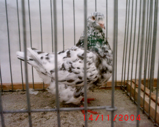 S1010132 - z-Expo Rovigo-2004