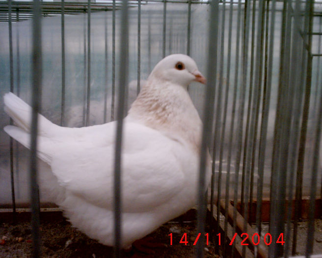 S1010135 - z-Expo Rovigo-2004