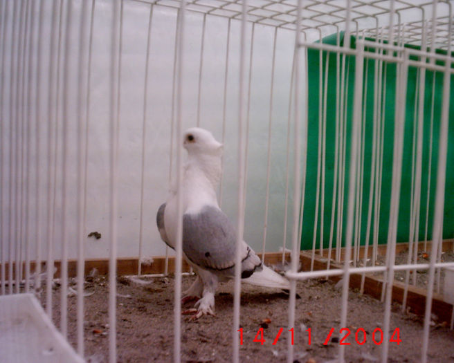 S1010141 - z-Expo Rovigo-2004