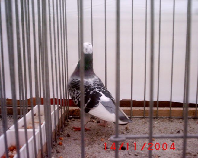 S1010143 - z-Expo Rovigo-2004