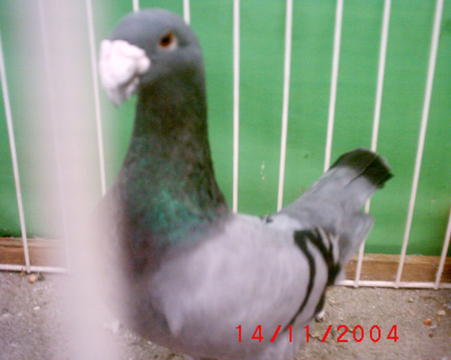 S1010171 - z-Expo Rovigo-2004