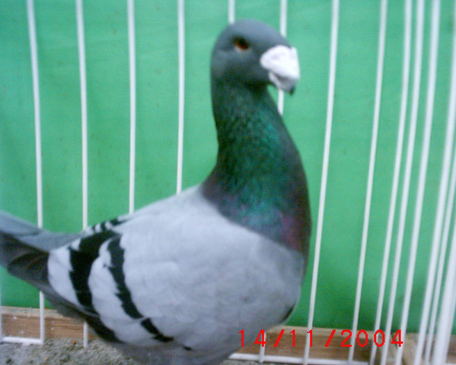 S1010172 - z-Expo Rovigo-2004