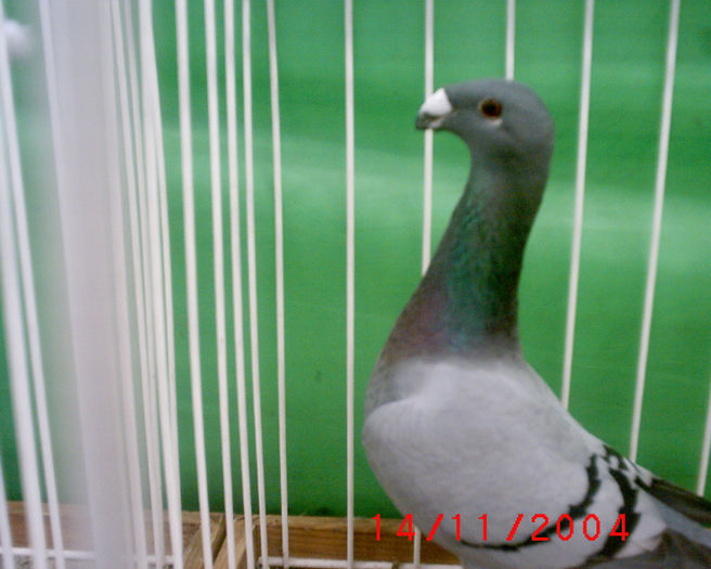 S1010175 - z-Expo Rovigo-2004