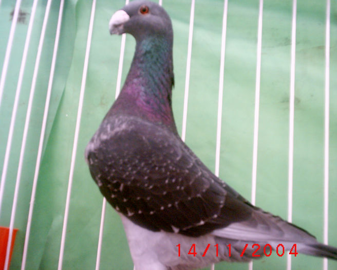 S1010178 - z-Expo Rovigo-2004