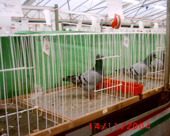 S1010196 - z-Expo Rovigo-2004
