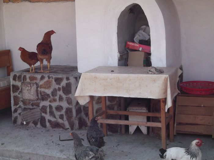 asteapta altele la rand - FERMA HETREA CORNEL