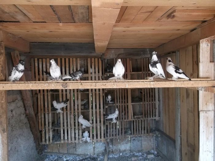 ..............casa lor - FERMA HETREA CORNEL