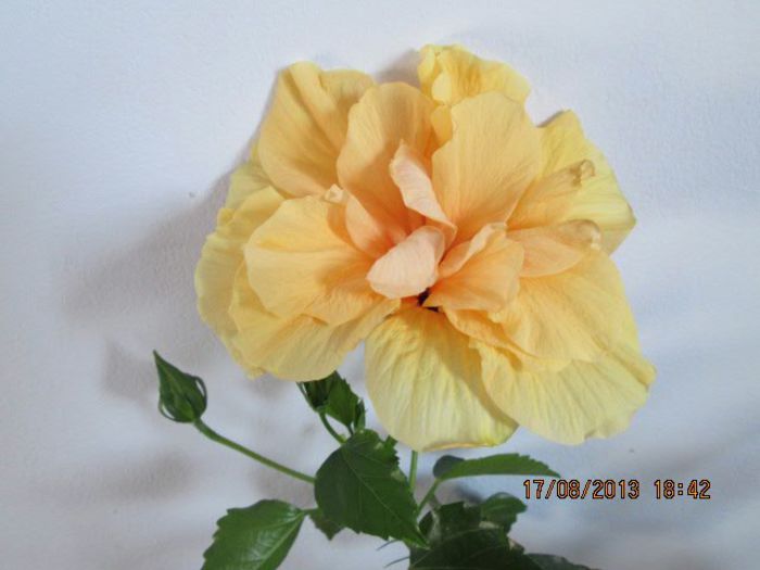 IMG_7886 - Florile mele in august
