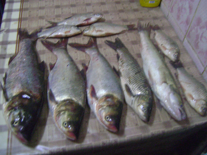 gurbanesti 19 08 2013 (8kg) - la pescuit 2013
