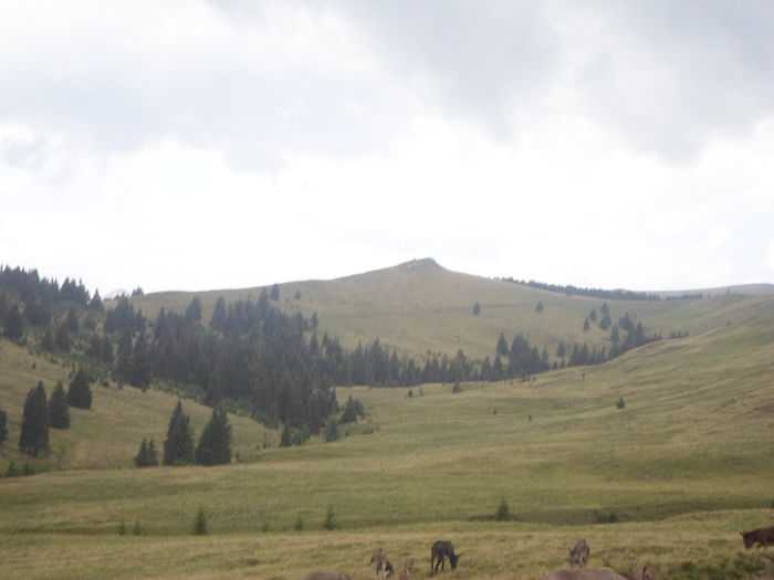 m 102 - Bucuresti Cabana Dichiu