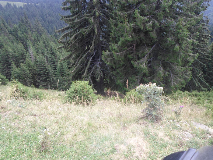 m 137 - Bucuresti Cabana Dichiu