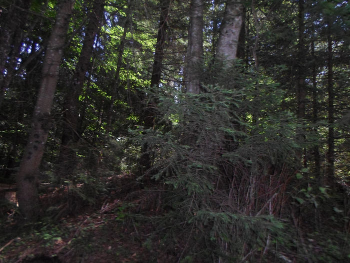 m 147 - Bucuresti Cabana Dichiu