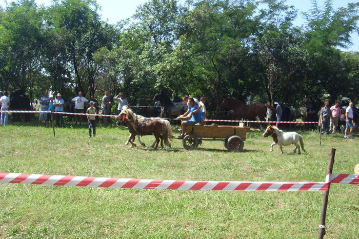 DSCI1808 - expozitia de cai tauteu 17-08-2013