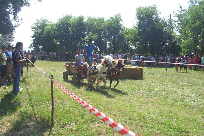 DSCI1811 - expozitia de cai tauteu 17-08-2013