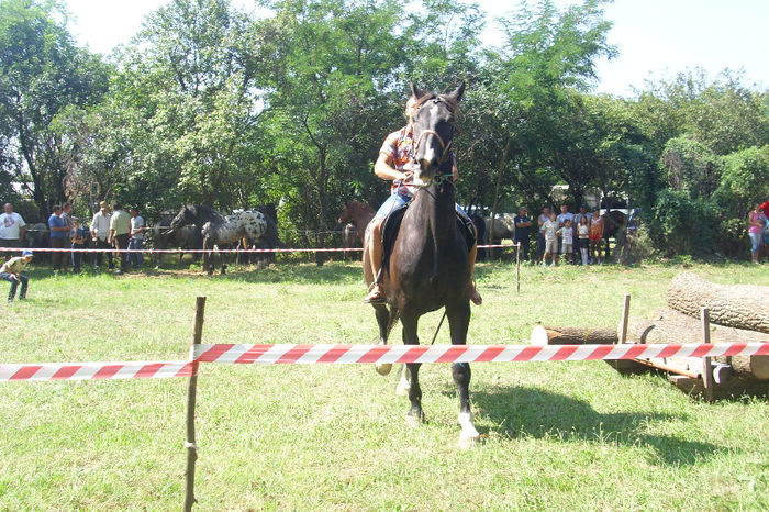 DSCI1806 - expozitia de cai tauteu 17-08-2013