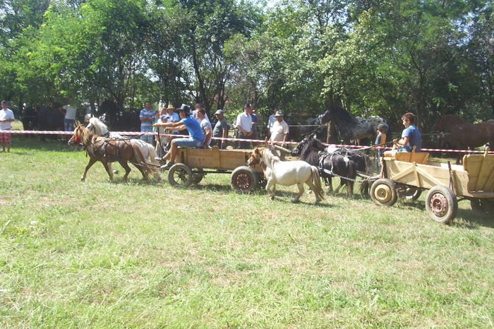 expozitia de cai - expozitia de cai tauteu 17-08-2013