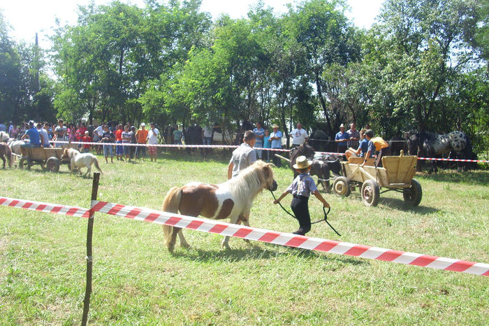 DSCI1813 - expozitia de cai tauteu 17-08-2013
