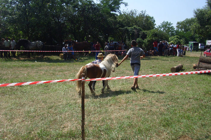 DSCI1916 - expozitia de cai tauteu 17-08-2013