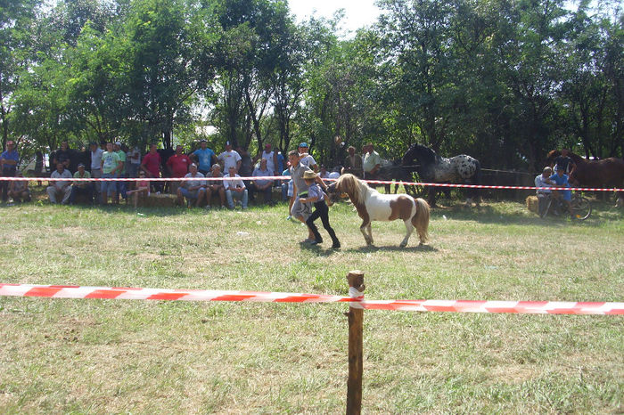 DSCI1917 - expozitia de cai tauteu 17-08-2013