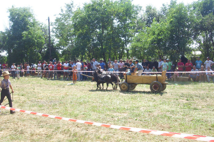 DSCI1918 - expozitia de cai tauteu 17-08-2013