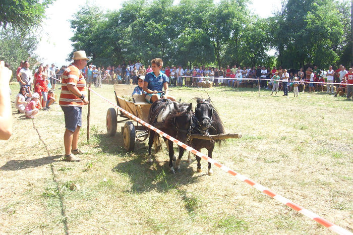 DSCI1920 - expozitia de cai tauteu 17-08-2013