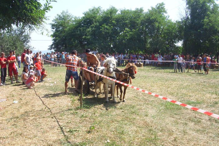 DSCI1923 - expozitia de cai tauteu 17-08-2013