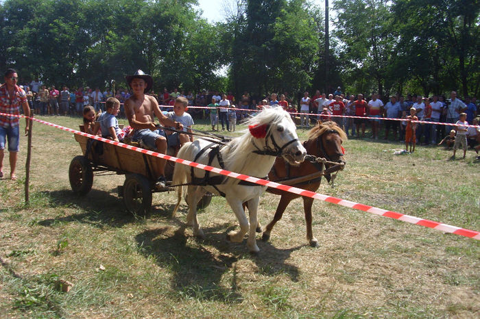 DSCI1924 - expozitia de cai tauteu 17-08-2013
