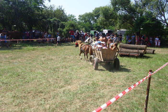 DSCI1926 - expozitia de cai tauteu 17-08-2013