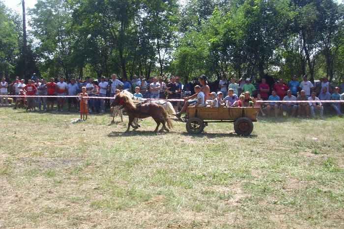 DSCI1927 - expozitia de cai tauteu 17-08-2013