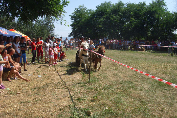 DSCI1928 - expozitia de cai tauteu 17-08-2013