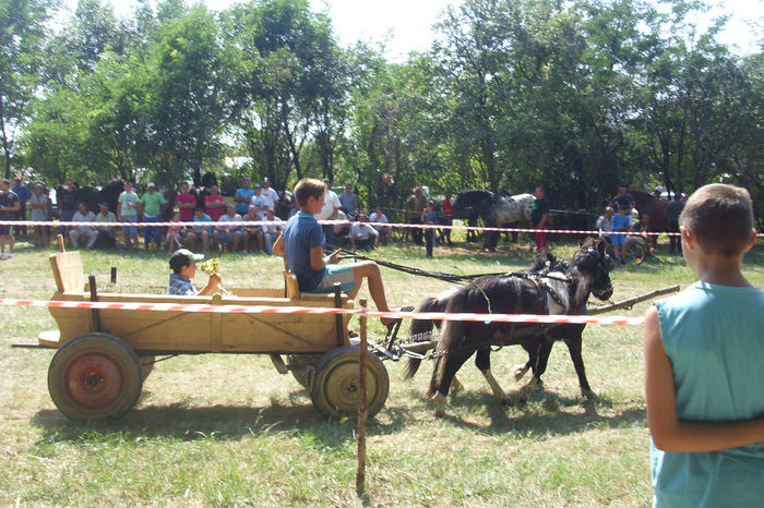 DSCI1937 - expozitia de cai tauteu 17-08-2013