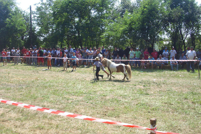 DSCI1938 - expozitia de cai tauteu 17-08-2013