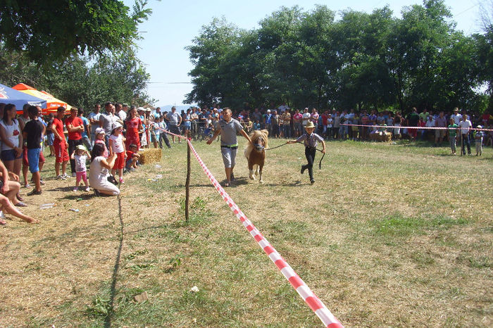 DSCI1939 - expozitia de cai tauteu 17-08-2013