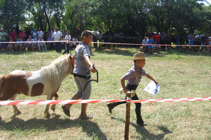 DSCI1943 - expozitia de cai tauteu 17-08-2013