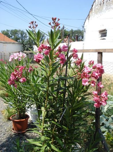 roseum plenum, inflorire- august 2013