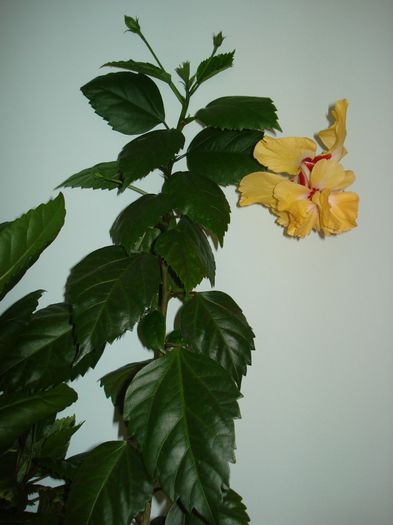 DSC09009