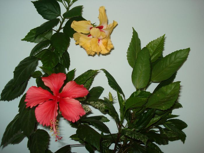 DSC09015