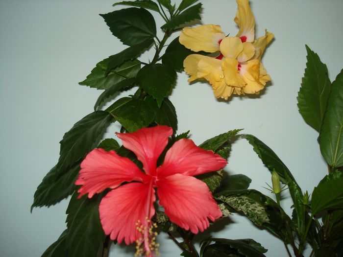 DSC09017